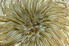 Condylactis aurantiaca