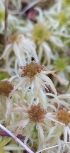 Image of Sphagnum obtusum by no rights reserved