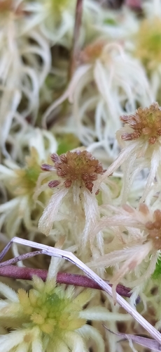 Image of Sphagnum obtusum by no rights reserved