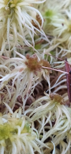 Image of Sphagnum obtusum by no rights reserved