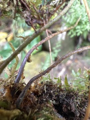 Dryopteris glabra pusilla