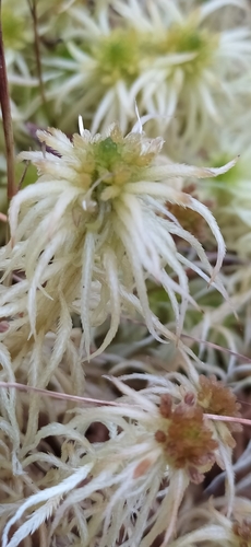Image of Sphagnum obtusum by no rights reserved