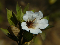 Petalidium barlerioides