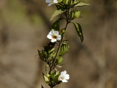 Petalidium barlerioides