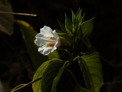 Petalidium barlerioides