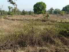 Petalidium barlerioides