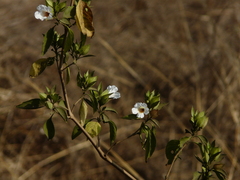 Petalidium barlerioides
