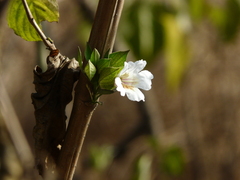 Petalidium barlerioides