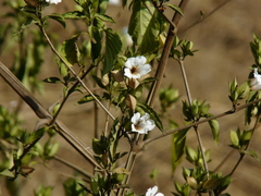 Petalidium barlerioides