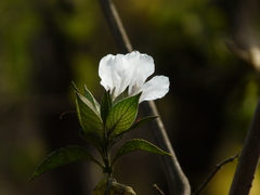 Petalidium barlerioides