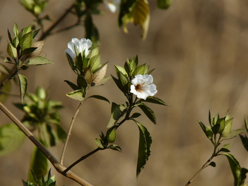 Indian petalbush (Petalidium barlerioides)