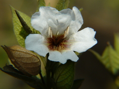 Petalidium barlerioides