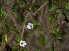 Petalidium barlerioides