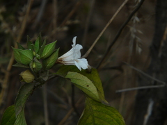 Petalidium barlerioides