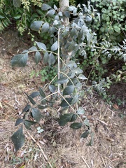 Ligustrum lucidum