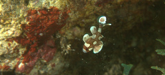 Plectorhinchus chaetodonoides