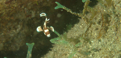 Plectorhinchus chaetodonoides