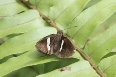 Notocrypta paralysos