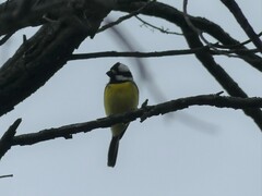 Falcunculus frontatus