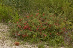 Grevillea preissii glabrilimba