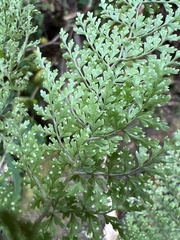 Dryopteris glabra pusilla