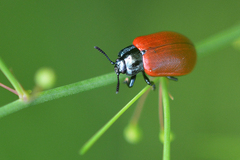Chrysomela populi