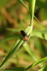 Cantharis pellucida
