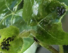 Aphis hederae