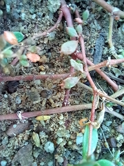 Pardosa pseudoannulata