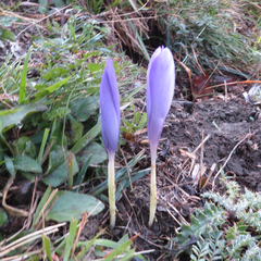 Crocus nudiflorus