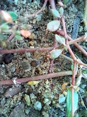 Pardosa pseudoannulata