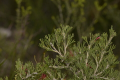 Grevillea preissii glabrilimba