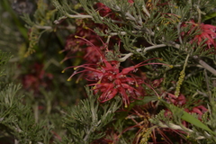 Grevillea preissii glabrilimba