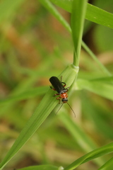 Cantharis pellucida