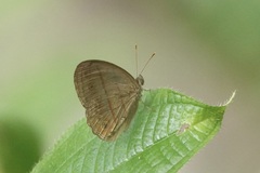 Mycalesis fusca