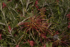 Grevillea preissii glabrilimba