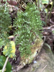 Dryopteris glabra pusilla