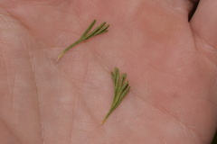 Grevillea preissii glabrilimba