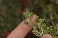 Grevillea preissii glabrilimba