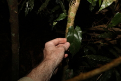Aristolochia deltantha