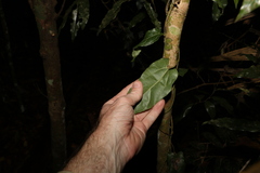 Aristolochia deltantha