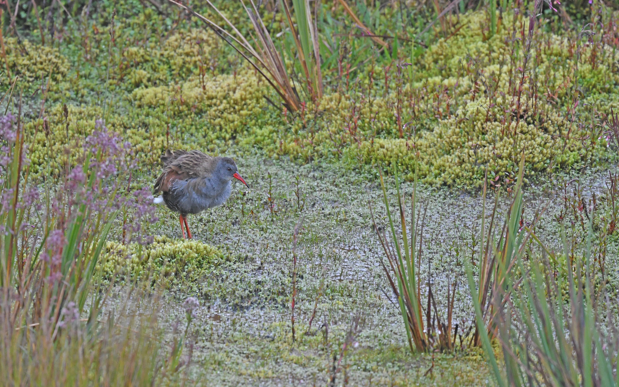 Bogota Rail (Rallus semiplumbeus), photo 3