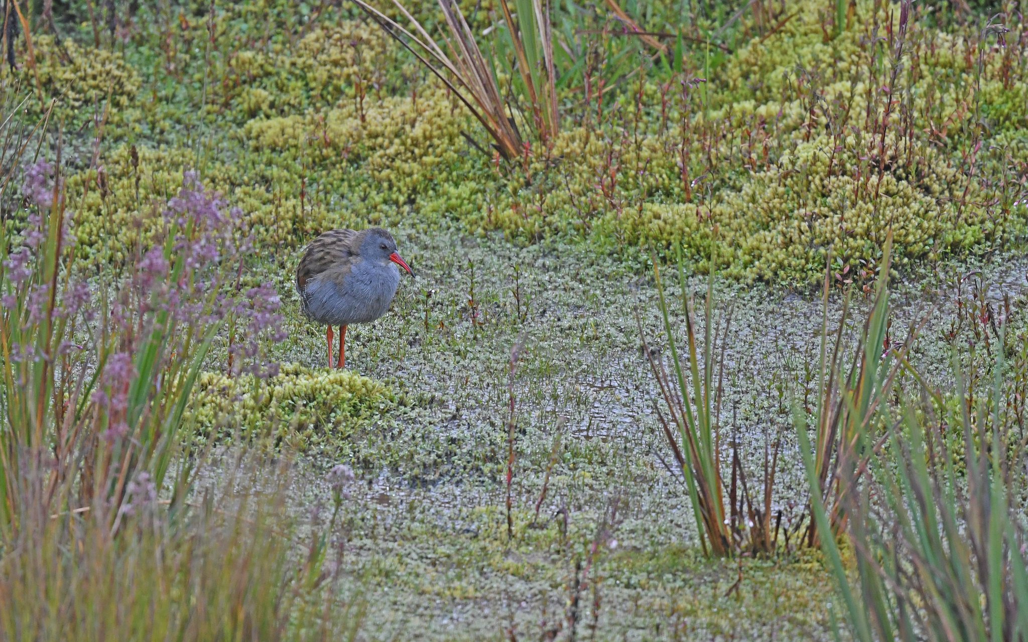 Bogota Rail (Rallus semiplumbeus), photo 4