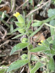 Nonea lutea