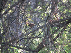 Troglodytes aedon brunneicollis