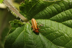 Cantharis cryptica