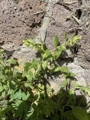Nonea lutea
