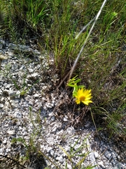 Grindelia lanceolata