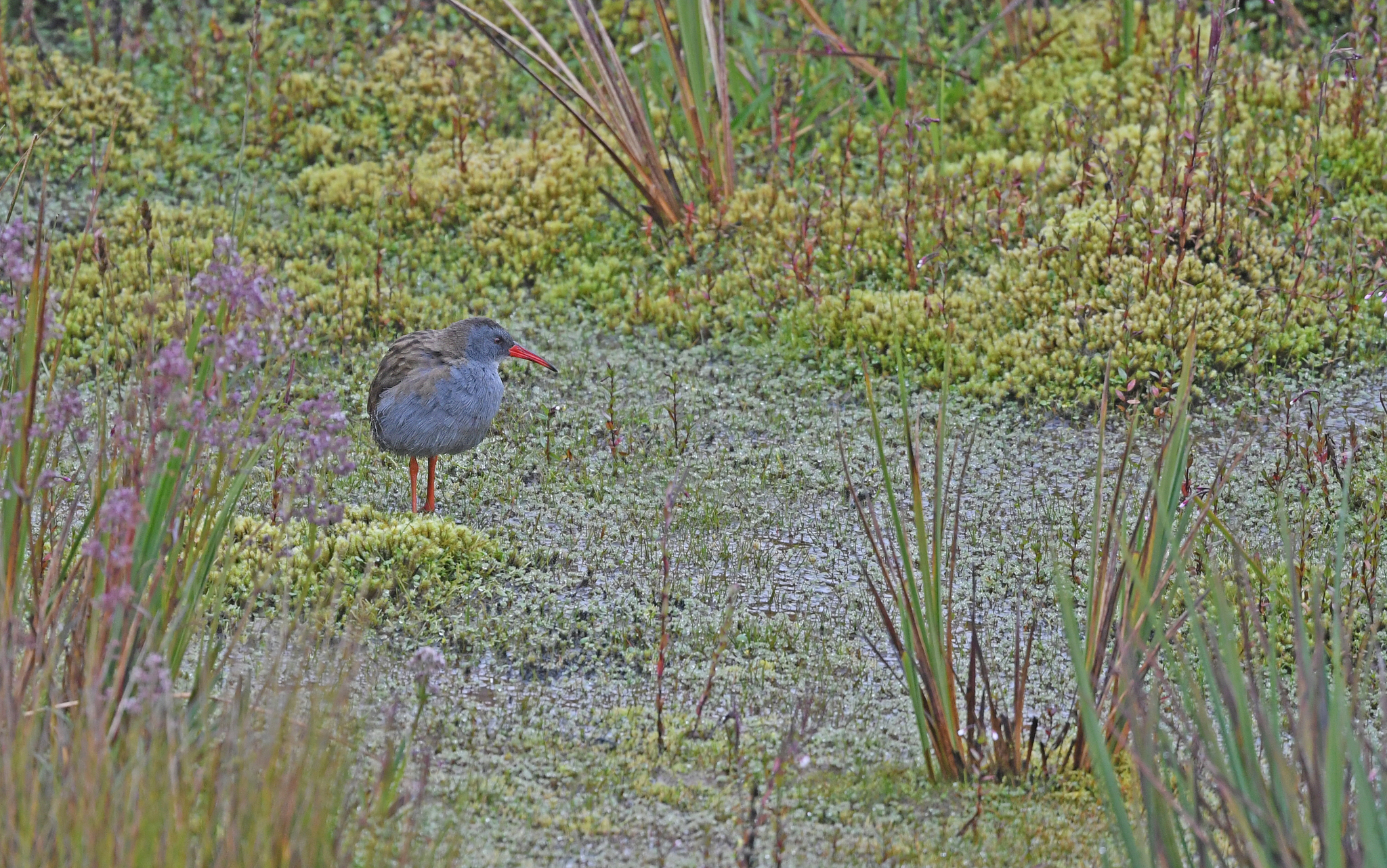 Bogota Rail (Rallus semiplumbeus), photo 5
