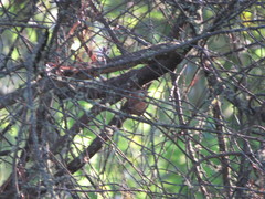 Troglodytes aedon brunneicollis